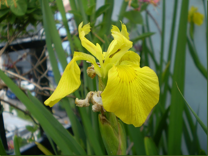Iris pseudacorus o lirio amarillo - CASCADA Y JARDIN
